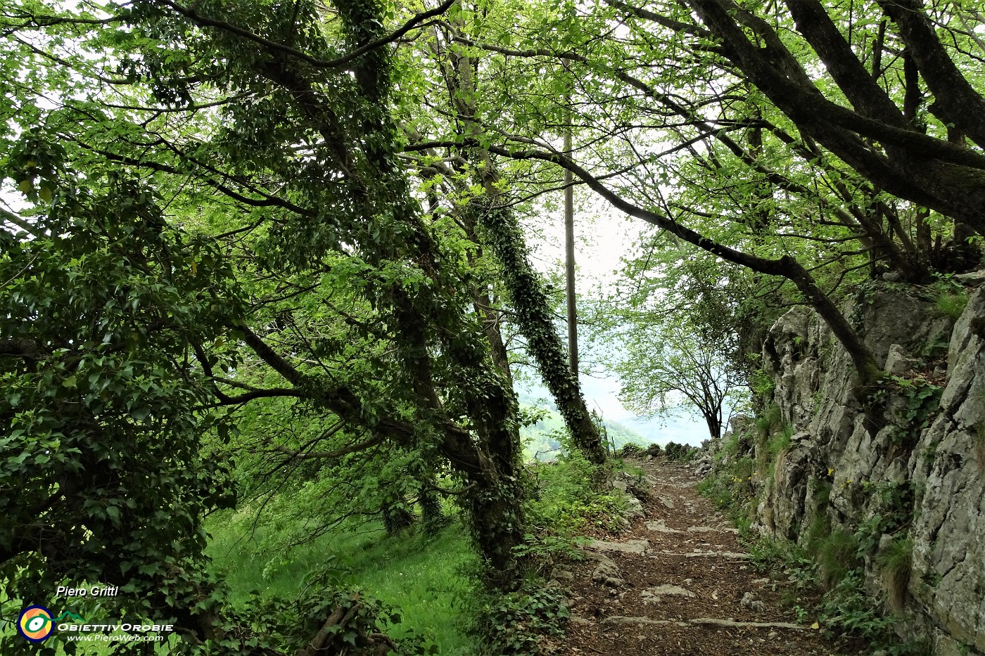81 Sentiero ben tracciato nel bosco di carpini neri.JPG